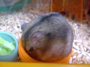 umaumairenihairudetyu 009.jpg