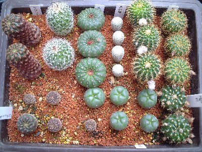 20080330_寄植え.jpg