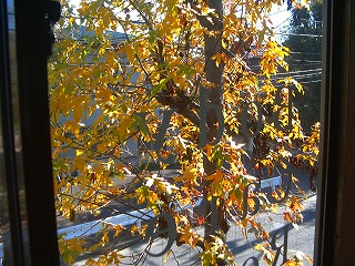 081203gairojyu2.jpg