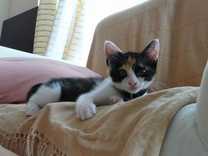 ソファー上のミケ