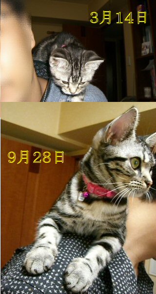 肩乗り猫２.jpg