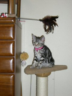 キャットタワー3月.jpg