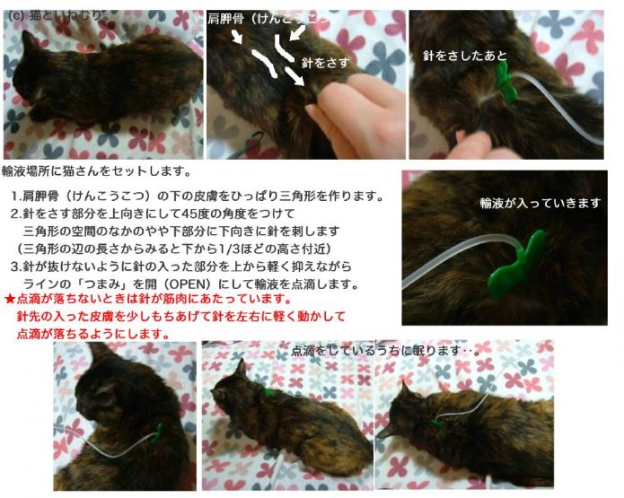 猫さんに輸液