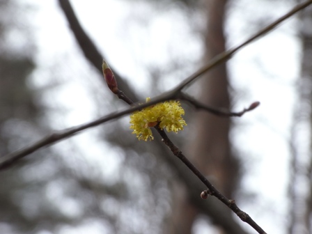 春の花２００９