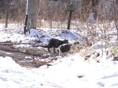 雪後の散歩４