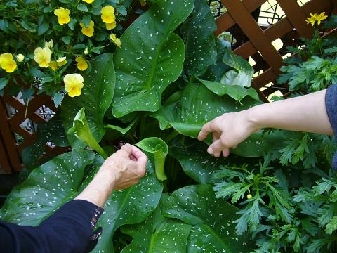 カラーの花