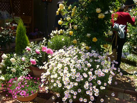 今年も咲いた ．☆．。．:*･゜