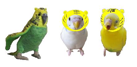 とらピーコーン～.JPG