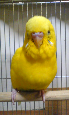 Image138.jpg