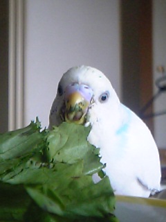 レタス４