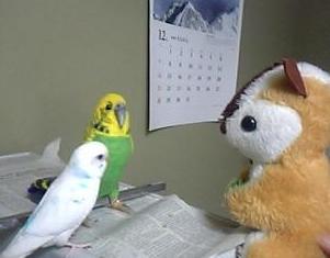 おめでとリスコ