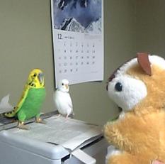 ありがとリスコ