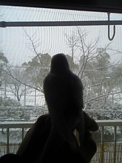 雪見