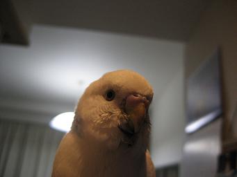 おいで想良ちゃん