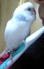 歯磨き