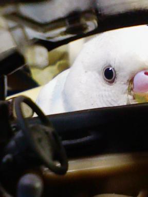 ごめんなさい！