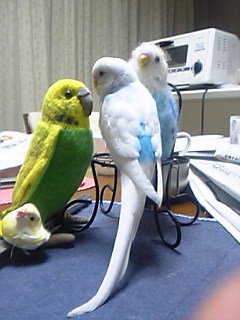 コーンちゃんも