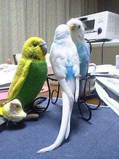 舞凛ちゃんも