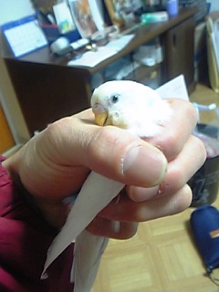 ぎゃっ