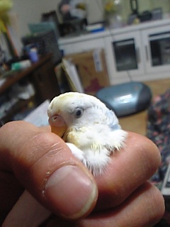 だめ