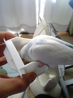 食べさせてもらう