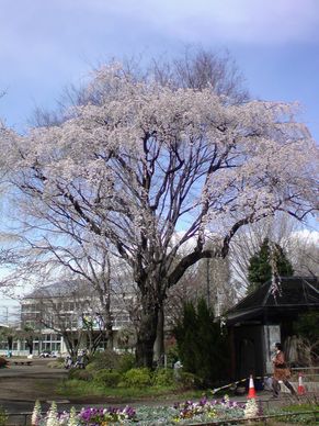 動物園桜１.jpg