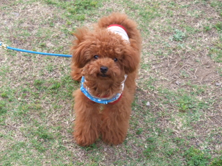 BLOG2008_0523お台場犬フェスタ0025.JPG