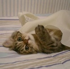 本名ぬこ.jpg