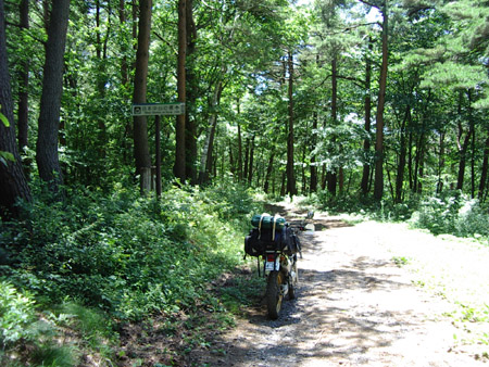 王城枝垂栗林道