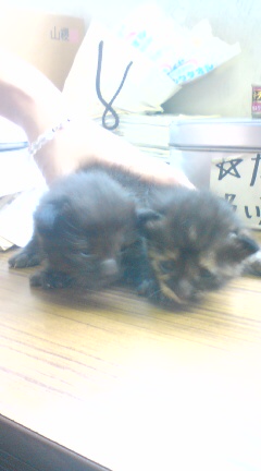 トム（左）　生後２週間