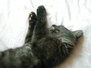 どんな夢みてる？？