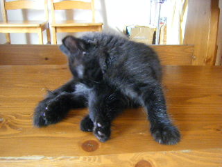 毛づくろいも上手になったよ♪