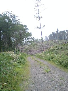 野上峠林道４