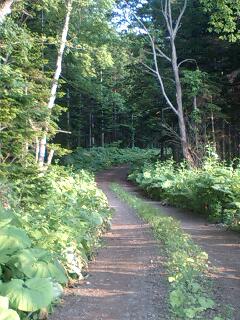 キキン岳林道・恩根越林道３