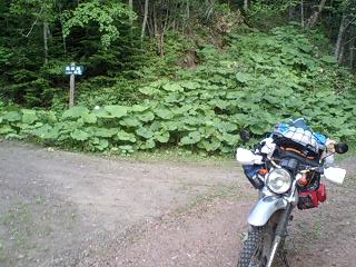 キキン岳林道・恩根越林道７