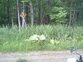キキン岳林道・恩根越林道１０