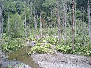 オネトップ林道６