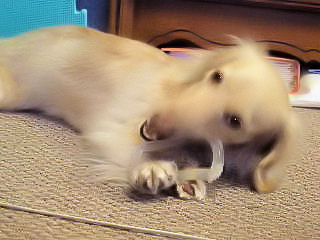 あのん おもちゃでカジカジ♪1