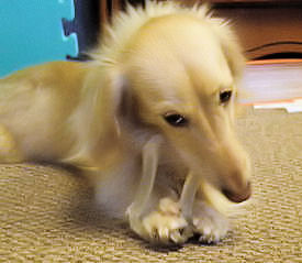 あのん おもちゃでカジカジ♪3