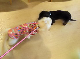 あのんでシュ♪こんにちワン♪