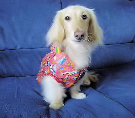 あのん イヌコレ ポーズ♪