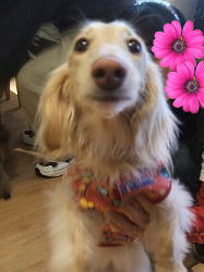 アタチ あのんでシュ♪