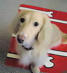 ヨーグルト もっと～！