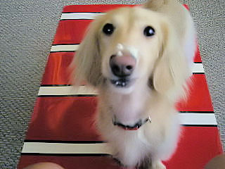 お鼻にヨーグルト♪