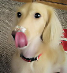 ヨーグルト 美味しい～♪