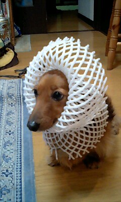 いじられるマロ２