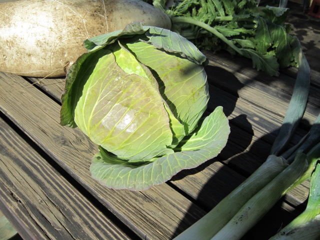 キャベツ.jpg