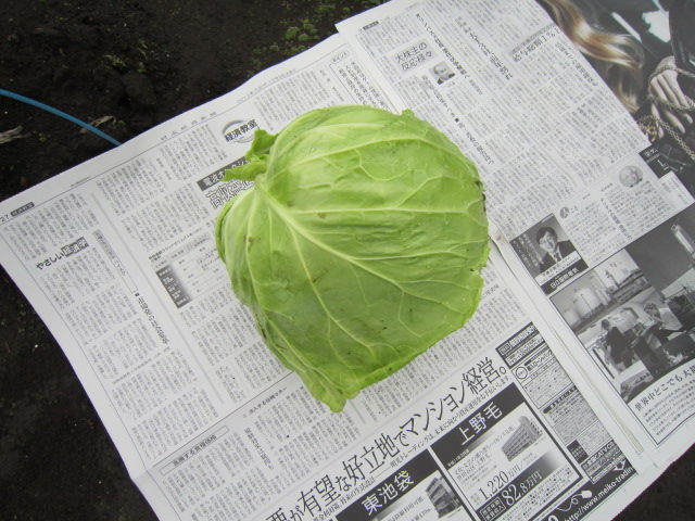 20111208キャベツ.jpg