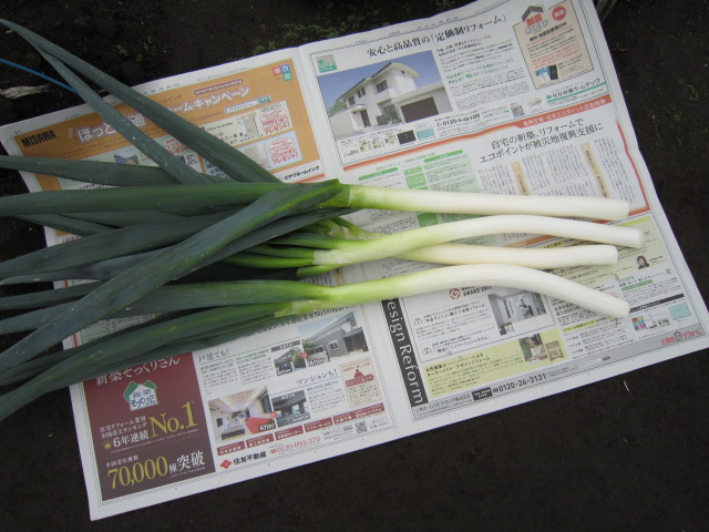 20111208ネギ.jpg
