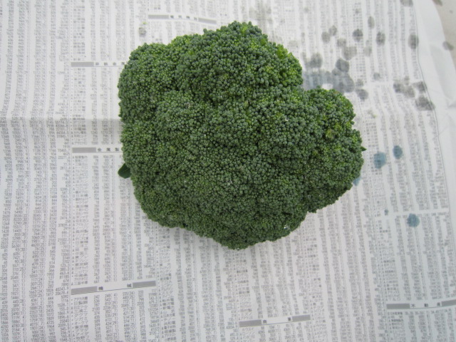 20111208ブロッコリー.jpg